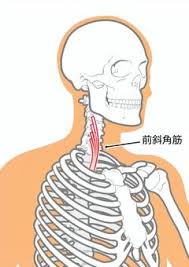 【吉祥寺 斜角筋症候群 鍼灸】首・肩の凝りからくる手や腕のしびれ、痛みでお悩みの方へ